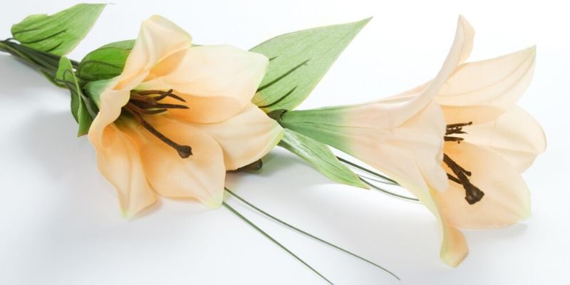 Aroma Parfum untuk Meningkatkan Daya Tarik/Freepik.com