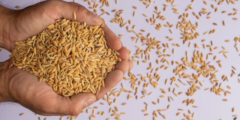 Makanan Nabati dengan Kandungan Niacinamide