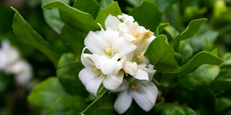 Aroma Parfum untuk Aktivitas Luar Ruangan